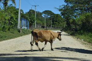 Cow in the Road