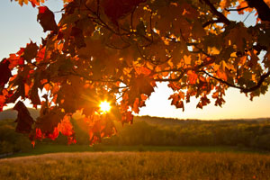 Foliage Sunset