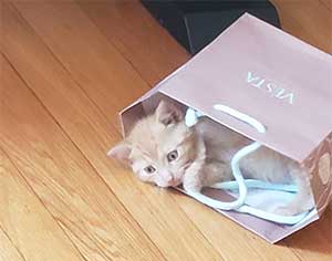 Kitten in Pink Bag
