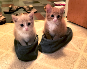 Kittens in Slippers